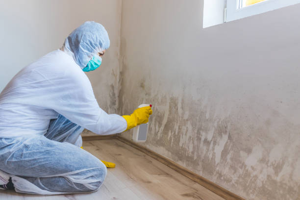 Licensed Commercial Mold Remediation service in Garden City, NY - WQB Mold Removal